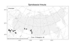 Spirobassia hirsuta (L.) Freitag & G. Kadereit, Atlas of the Russian Flora (FLORUS) (Russia)