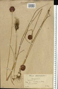 Allium sphaerocephalon L., Eastern Europe, Lower Volga region (E9) (Russia)