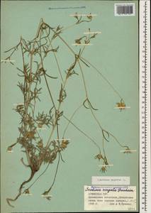 Lomelosia argentea (L.) Greuter & Burdet, Caucasus, Armenia (K5) (Armenia)