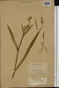 Iris pseudacorus L., Eastern Europe, North Ukrainian region (E11) (Ukraine)