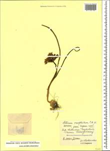 Allium oreophilum C.A.Mey., Caucasus, Dagestan (K2) (Russia)