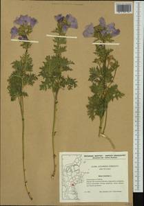 Malva moschata L., Western Europe (EUR) (Italy)