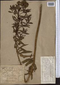 Euphorbia lamprocarpa (Prokh.) Prokh., Middle Asia, Western Tian Shan & Karatau (M3) (Kyrgyzstan)