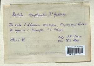 Radula complanata (L.) Dumort., Bryophytes, Bryophytes - Permsky Krai, Udmurt Republic, Sverdlovsk & Kirov Oblasts (B8) (Russia)