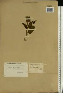 Nicotiana rustica L., Eastern Europe, North Ukrainian region (E11) (Ukraine)