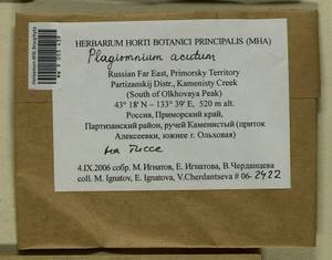 Plagiomnium acutum (Lindb.) T.J. Kop., Bryophytes, Bryophytes - Russian Far East (excl. Chukotka & Kamchatka) (B20) (Russia)