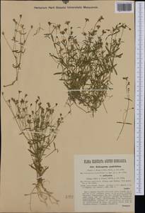 Heliosperma pusillum subsp. pusillum, Western Europe (EUR) (Austria)