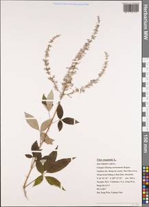 Vitex negundo L., South Asia, South Asia (Asia outside ex-Soviet states and Mongolia) (ASIA) (China)