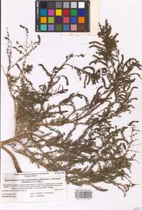 Suaeda altissima (L.) Pall., Eastern Europe, Lower Volga region (E9) (Russia)