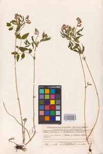 Lathyrus vernus (L.) Bernh., Eastern Europe, Eastern region (E10) (Russia)