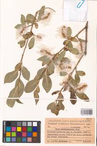 Salix pseudopentandra (Flod.) Flod., Siberia, Western (Kazakhstan) Altai Mountains (S2a) (Kazakhstan)