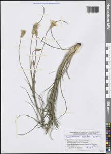 Pseudopodospermum tauricum (M. Bieb.) Vasjukov & Saksonov, Eastern Europe, Middle Volga region (E8) (Russia)