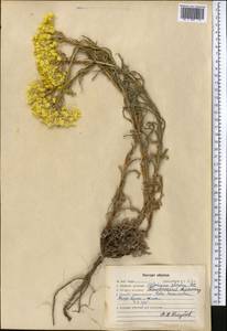 Helichrysum maracandicum Popov ex Kirp., Middle Asia, Western Tian Shan & Karatau (M3) (Kazakhstan)