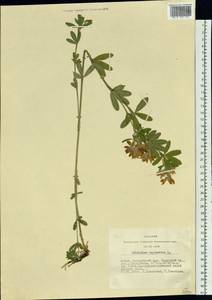 Trifolium lupinaster L., Siberia, Altai & Sayany Mountains (S2) (Russia)