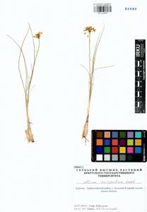 Allium anisopodium Ledeb., Siberia, Baikal & Transbaikal region (S4) (Russia)