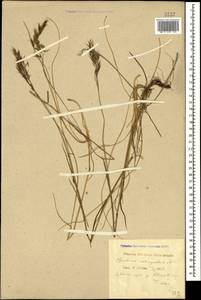 Bromus variegatus M.Bieb., Caucasus, Krasnodar Krai & Adygea (K1a) (Russia)