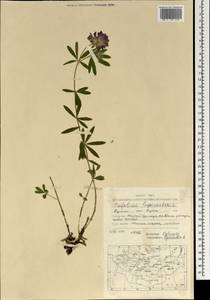 Trifolium lupinaster L., Mongolia (MONG) (Mongolia)