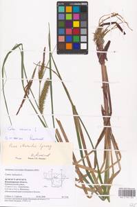 Carex vesicaria L., Eastern Europe, Central region (E4) (Russia)