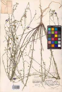 Linum austriacum L., Eastern Europe, Lower Volga region (E9) (Russia)