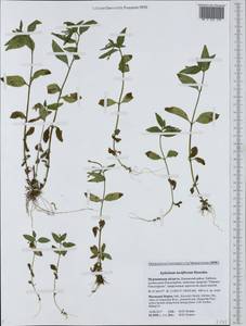 Epilobium lactiflorum Hausskn., Eastern Europe, Northern region (E1) (Russia)