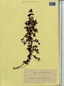 Hypericum maculatum, Eastern Europe, Belarus (E3a) (Belarus)