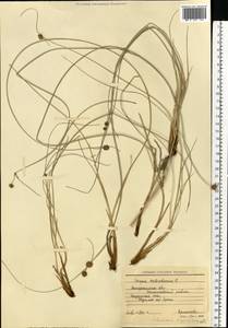 Scirpoides holoschoenus (L.) Soják, Eastern Europe, South Ukrainian region (E12) (Ukraine)