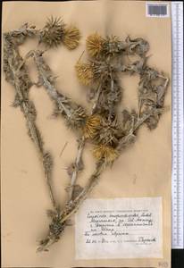 Cousinia onopordioides Ledeb., Middle Asia, Caspian Ustyurt & Northern Aralia (M8) (Kazakhstan)