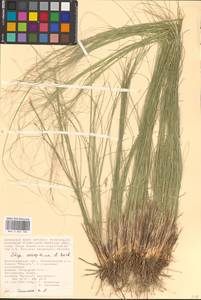 Stipa sareptana A.K.Becker, Eastern Europe, Lower Volga region (E9) (Russia)