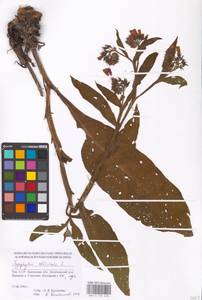 Symphytum officinale L., Eastern Europe, South Ukrainian region (E12) (Ukraine)