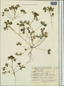 Trifolium hirtum All., Crimea (KRYM) (Russia)