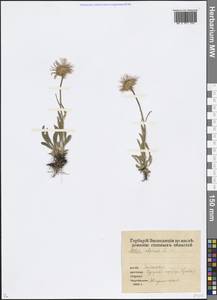 Aster alpinus L., Siberia, Western (Kazakhstan) Altai Mountains (S2a) (Kazakhstan)