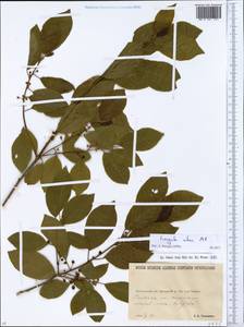 Frangula alnus Mill., Eastern Europe, North Ukrainian region (E11) (Ukraine)