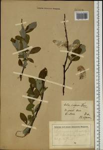 Salix caprea L., Siberia, Central Siberia (S3) (Russia)