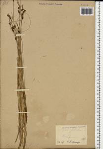 Carex globularis L., Eastern Europe, Central forest region (E5) (Russia)