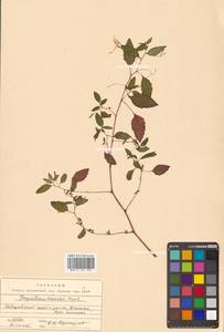 Impatiens maackii Hook. ex Kom., Siberia, Russian Far East (S6) (Russia)