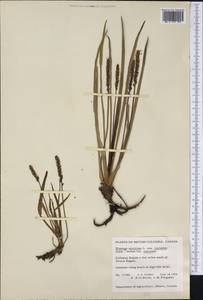 Plantago maritima L., America (AMER) (Canada)