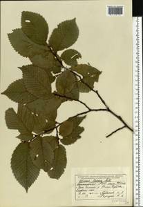 Ulmus laevis Pall., Eastern Europe, Eastern region (E10) (Russia)