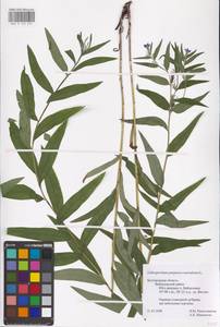 MHA 0 153 625, Aegonychon purpurocaeruleum (L.) Holub, Eastern Europe, Central forest-and-steppe region (E6) (Russia)
