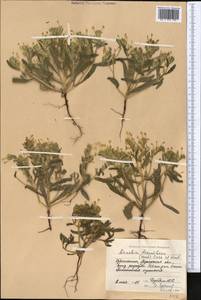 Arnebia decumbens (Vent.) Coss. & Kralik, Middle Asia, Syr-Darian deserts & Kyzylkum (M7)