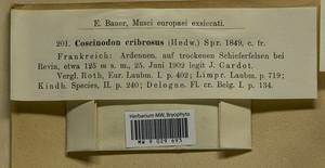 Coscinodon cribrosus (Hedw.) Spruce, Bryophytes, Bryophytes - Western Europe (BEu) (France)