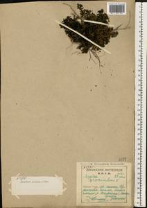 Kalmia procumbens (L.) Gift, Kron & P. F. Stevens, Eastern Europe, Northern region (E1) (Russia)