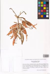 Lilium lancifolium Thunb., Eastern Europe, Moscow region (E4a) (Russia)
