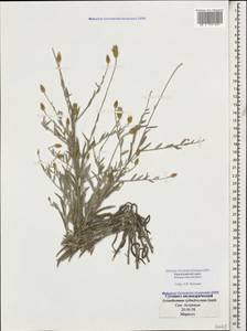 Xeranthemum cylindraceum Sibth. & Sm., Caucasus, Black Sea Shore (from Novorossiysk to Adler) (K3) (Russia)