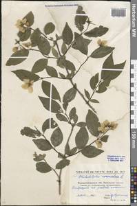 Philadelphus coronarius L., Eastern Europe, North Ukrainian region (E11) (Ukraine)