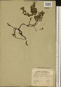 Vaccinium uliginosum L., Eastern Europe, Northern region (E1) (Russia)