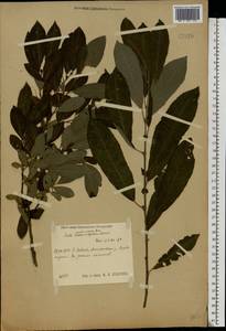 Salix aurita × cinerea, Eastern Europe, Central region (E4) (Russia)