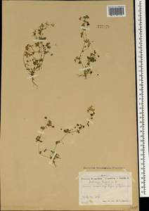 Medicago lupulina L., Mongolia (MONG) (Mongolia)
