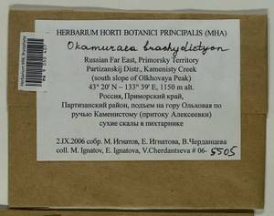 Okamuraea brachydictyon (Cardot) Nog., Bryophytes, Bryophytes - Russian Far East (excl. Chukotka & Kamchatka) (B20) (Russia)