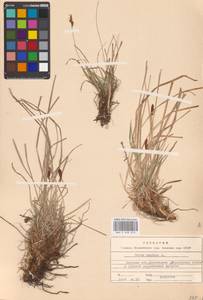 Carex montana L., Eastern Europe, Central forest-and-steppe region (E6) (Russia)