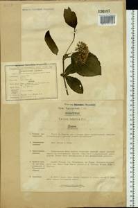 Cornus alba L., Siberia, Russian Far East (S6) (Russia)